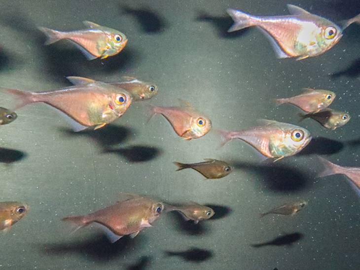 Glassy sweepers on exhibit at the Aquarium