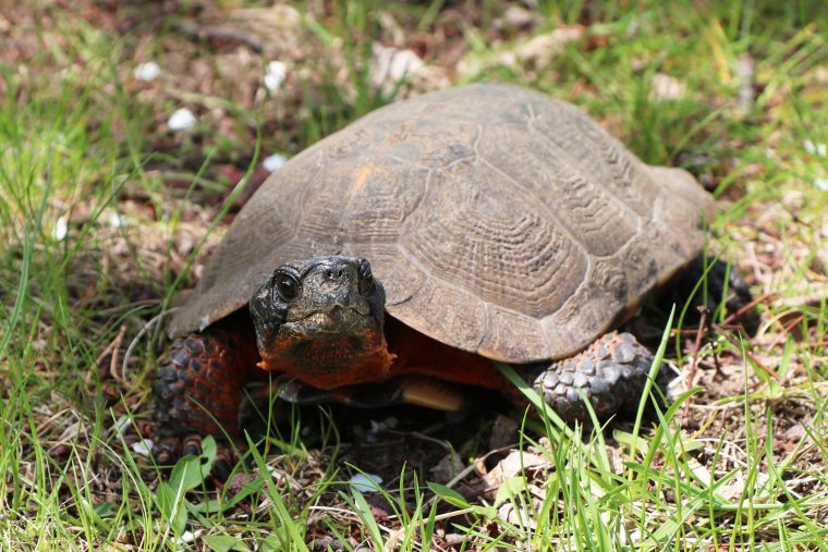 wood turtle in the grass