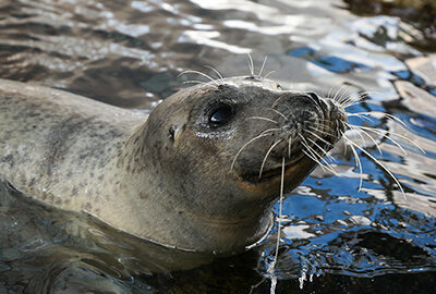 Atlantic Harbor Seal