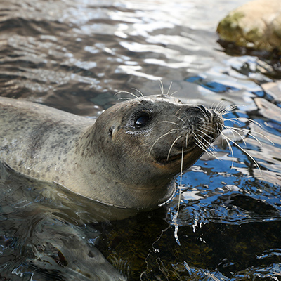 Atlantic Harbor Seal