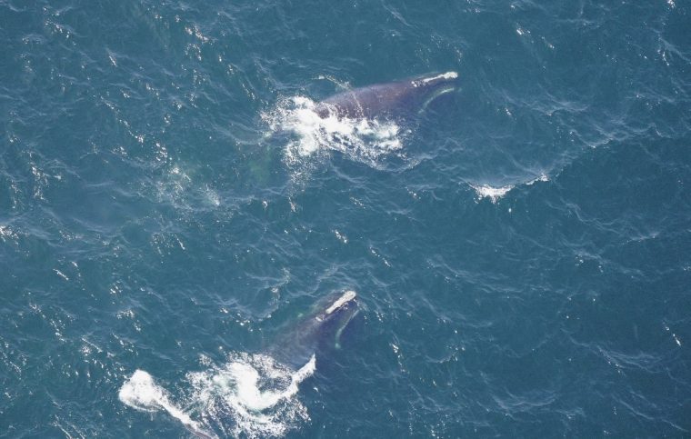 overhead view of two right whales in open water