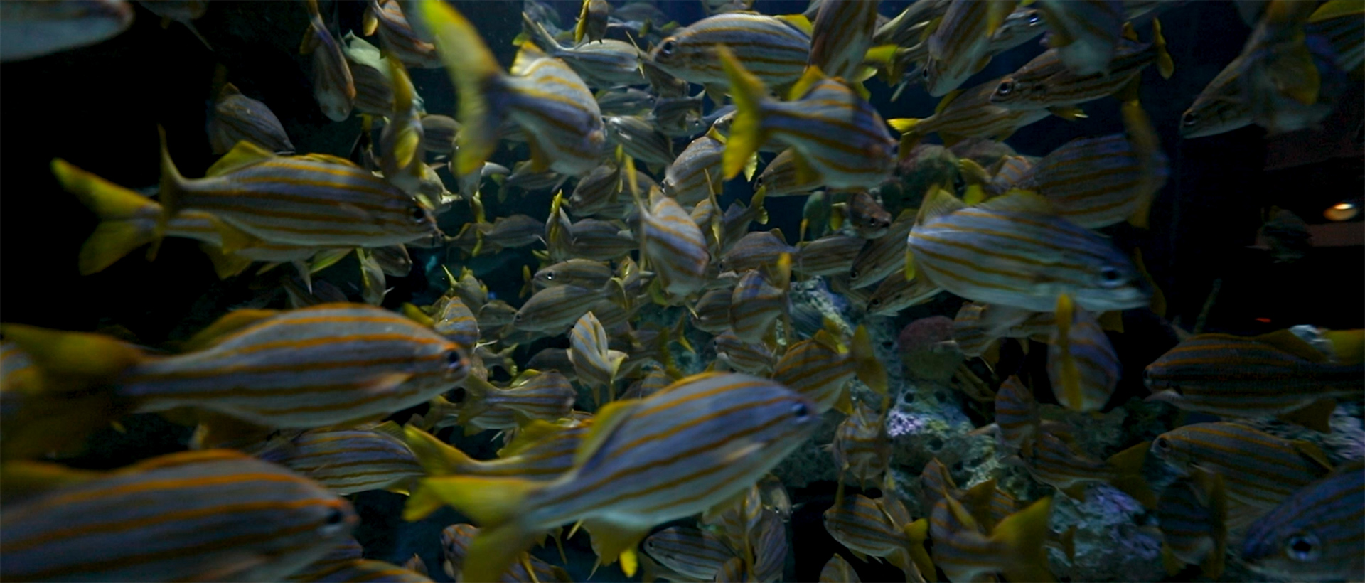 在波士頓水族館中，孩子們可以參觀各種有關生物學和海洋學的展覽。他們可以通過互動式展覽學習關於海洋生態系統、海洋生物特徵以及保育等議題的知識。此外，在水族館內也有不同的科學研討會和工作坊，孩子們可以參與並學習更多關於海洋生態和保育的知識。
波士頓旅遊是一件很棒的事，特別是和家人一起。這篇文章將推薦五個最佳的波士頓家庭旅遊景點，涵蓋了科學、歷史、海洋生物等。不但能夠滿足每一個人的需求，也是一個相當好的波士頓親子旅遊的目的地！