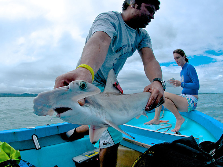 Misión Tiburón in Costa Rica