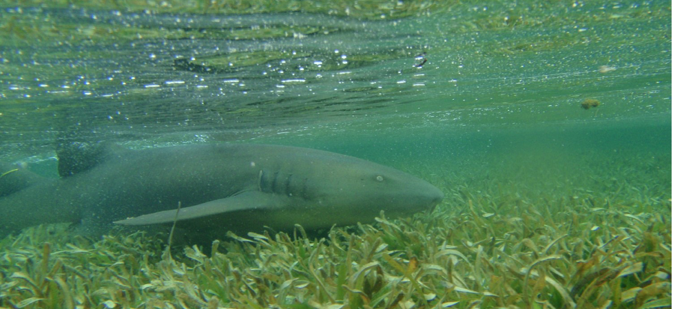 An adult nurse shark swims through the shallows