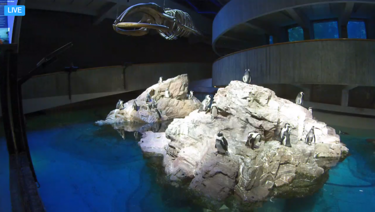 Several penguins on rock formations in Aquarium exhibit