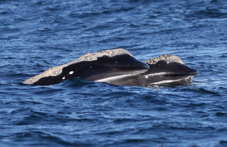 Two right whales side by side