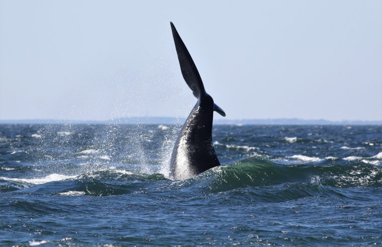 A right whale lobtailing off the shores of Cape Cod