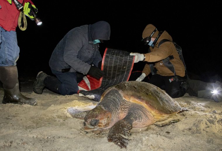 two people with a loggerhead turtle on a beach at night
