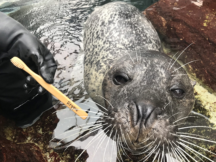 Atlantic harbor seal Reggae poses with his toothbrush