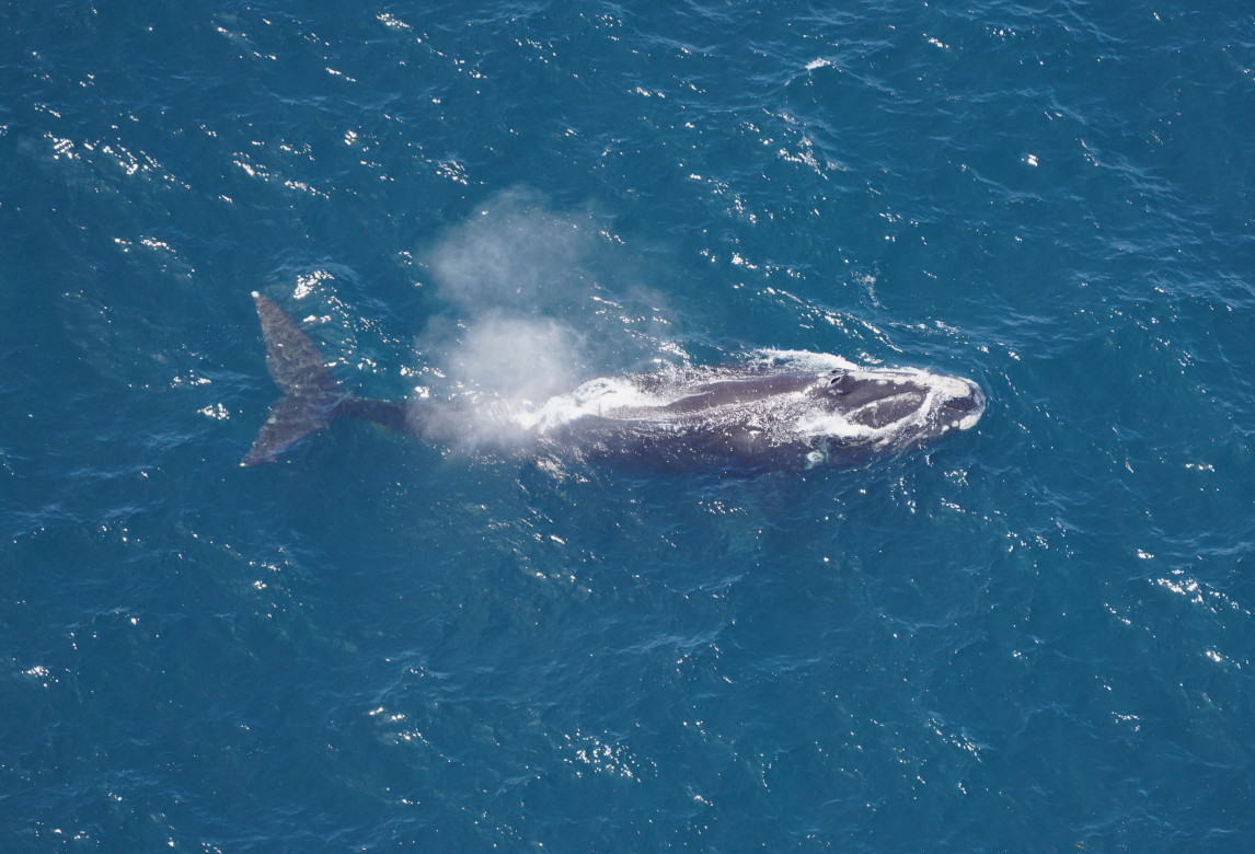 Right whale Catalog #3693 swimming at the surface amongst a whale aggregation west of the Northeast Canyons and Seamounts Marine National Monument