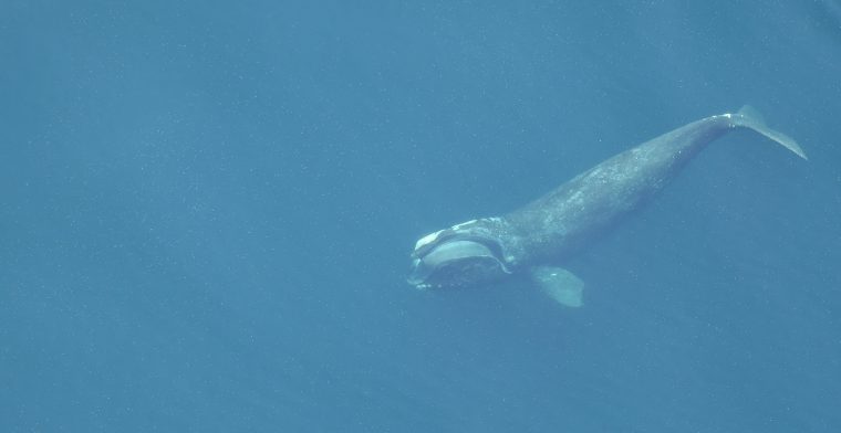 Right whale underwater