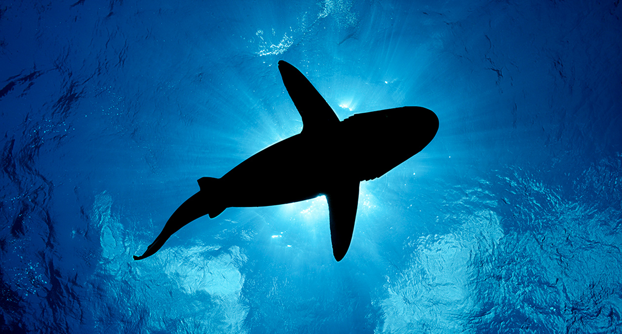 A shark is photographed from below.