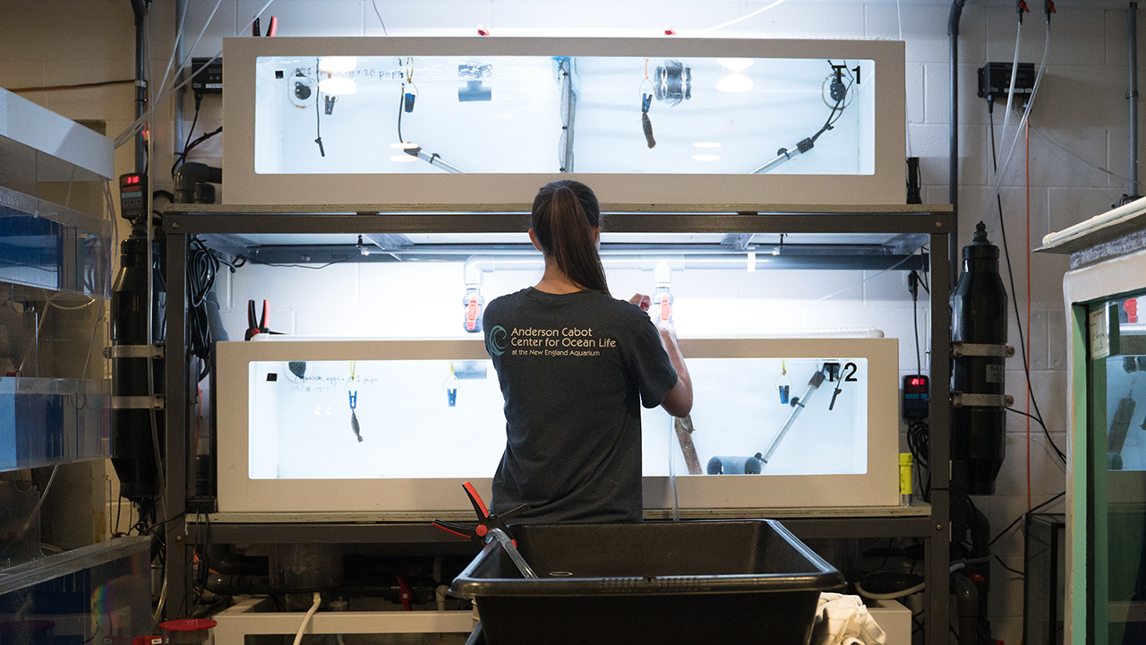 Caroline Wheeler working in the lab;