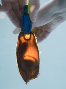 Epaulette shark egg case with embryo visible inside.