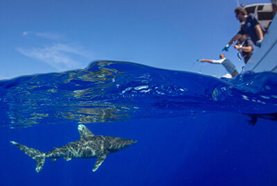 Tagging oceanic whitetip sharks