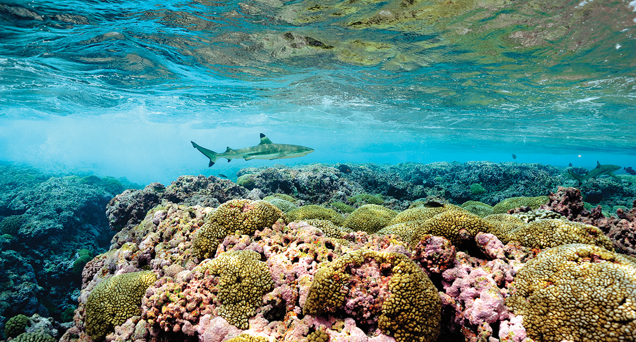 Atlantic blacktip shark swims through a reef.