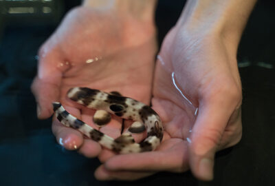 Climate change having an impact on shark pups like this epaulette shark.