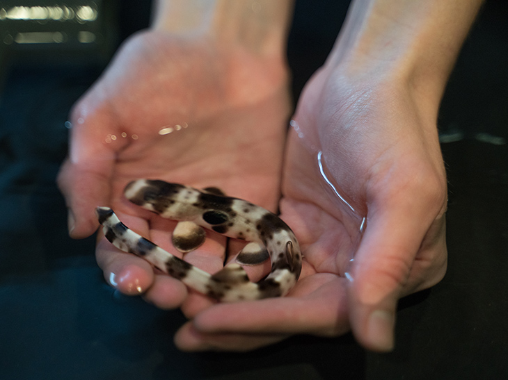 Climate change having an impact on shark pups like this epaulette shark.