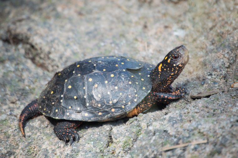 spotted turtle