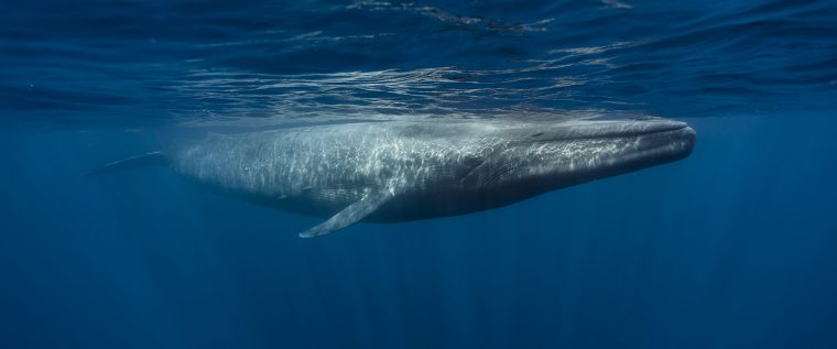 blue whale underwater