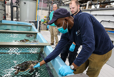 Animal care staff at the sea turtle hospital