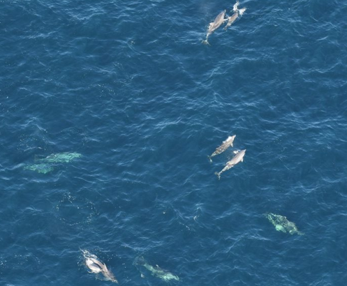 Several striped dolphins and calves swimming in open water