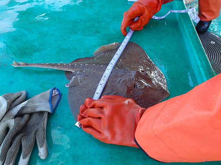 Measurements of a thorny skate are taken and recorded
