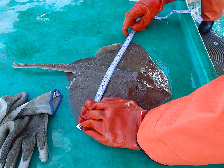 Measurements of a thorny skate are taken and recorded