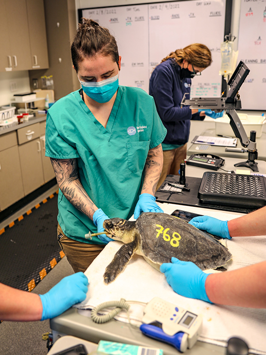 Veterinary staff help care for turtles at the Sea Turtle Hospital.