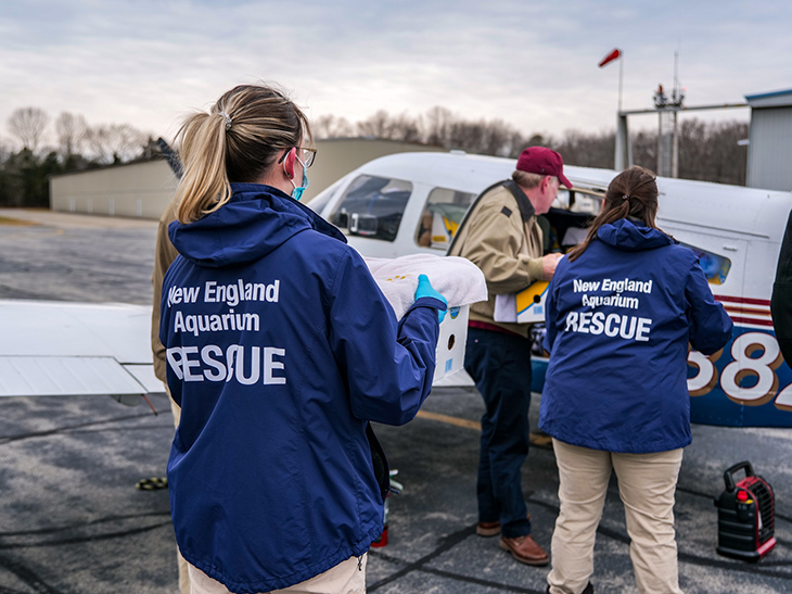 Rescue staff load a Turtles Fly Too plane with sea turtles ready for relocation.