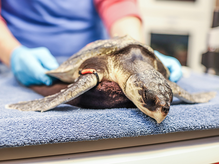 Sea turtles arrive at the Aquarium's turtle hospital in need of immediate care.