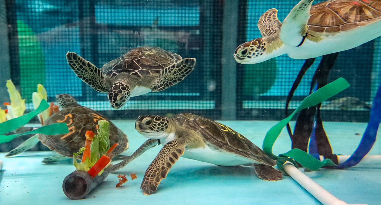 Turtles at our Sea Turtle Hospital practice foraging for food