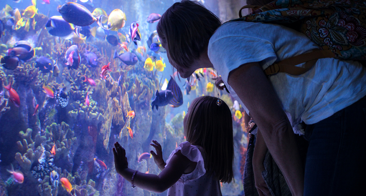 Visitors at the Info-Pacific Coral Reef exhibit at the New England Aquarium.