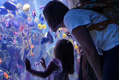 Visitors at the Indo-Pacific Coral Reef