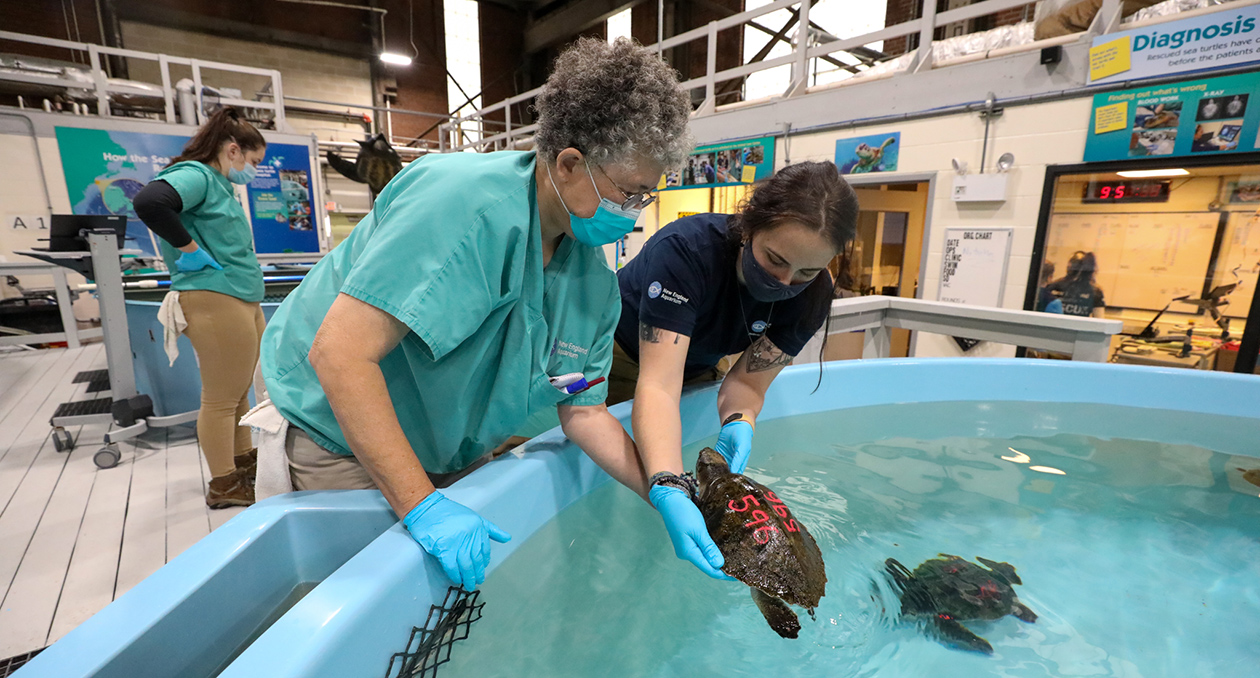 Caring for rehabilitated sea turtles at the Sea Turtle Hospital