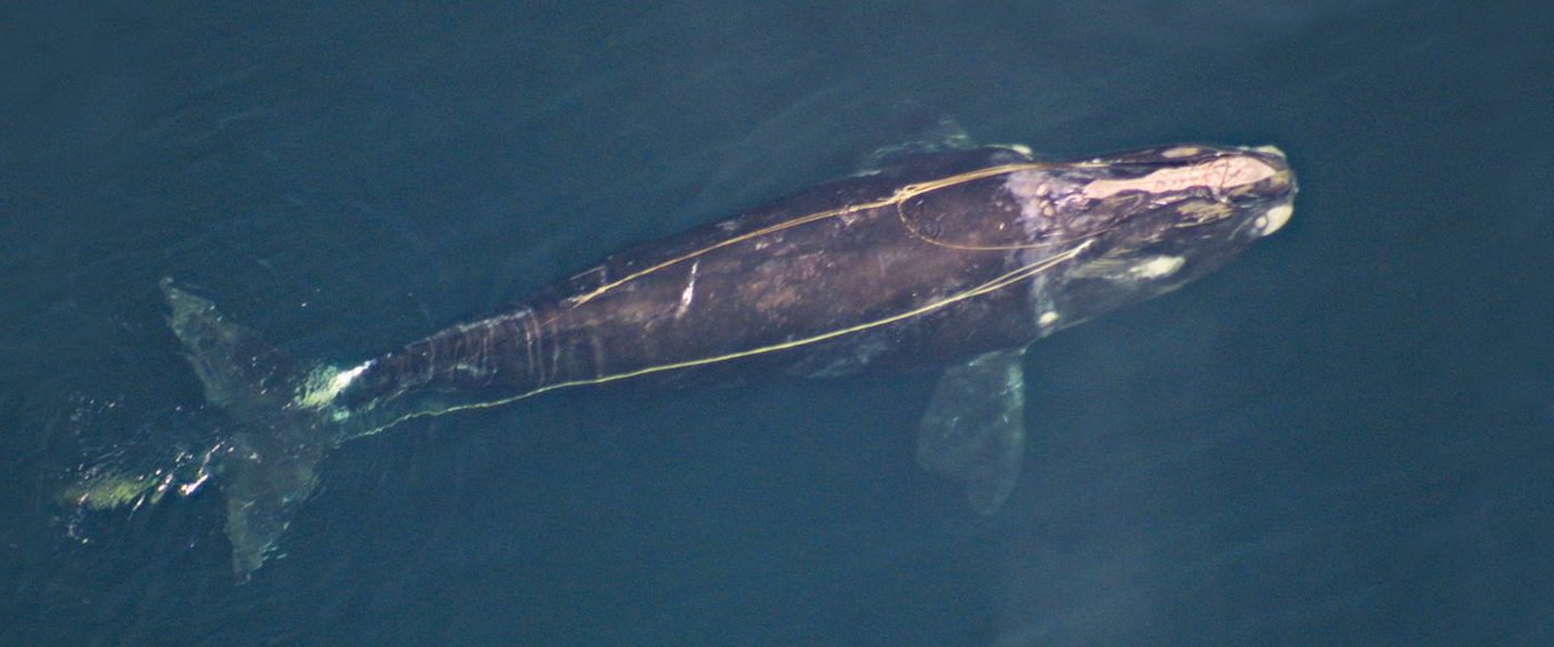 whale with 2 lengths of rope running from head to tail