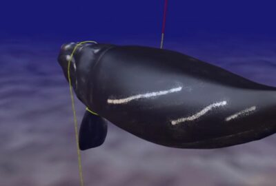 drawing of a right whale entangled in fishing gear