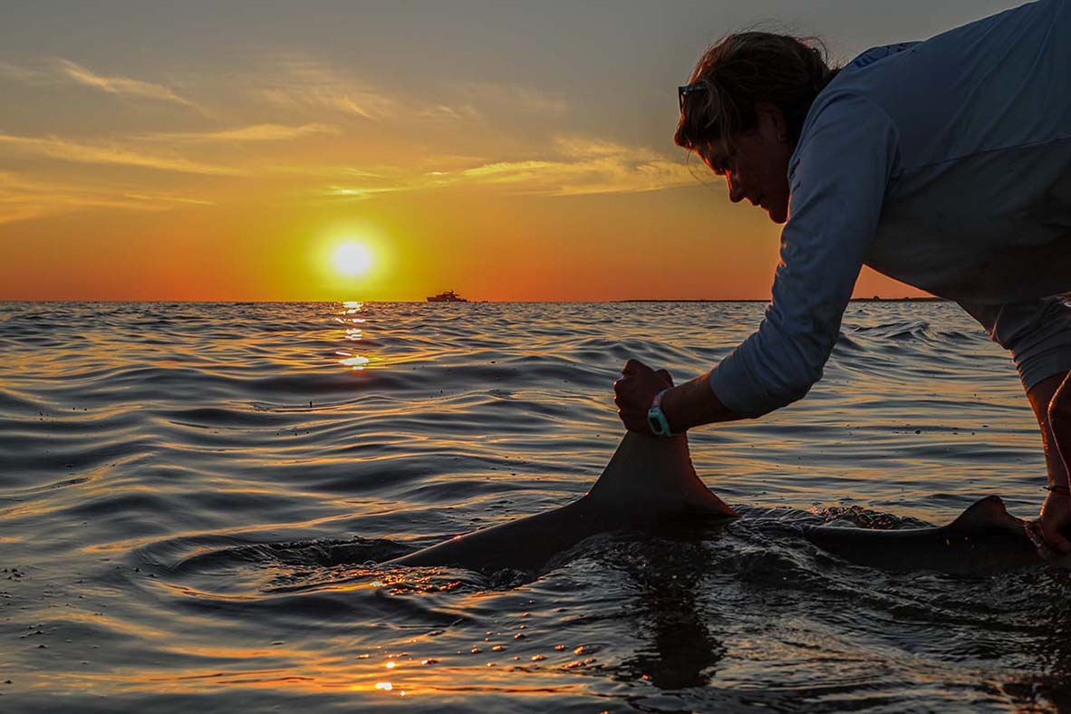 Caroline Collatos releasing a tagged sandbar shark off Nantucket.