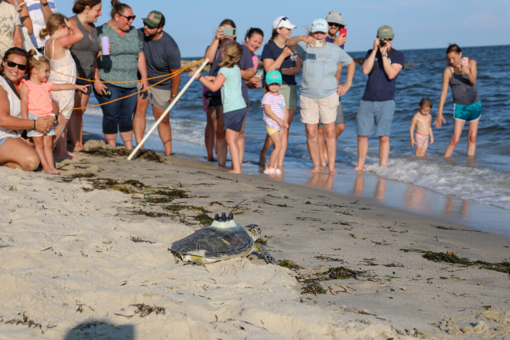 Four sea turtles returned to ocean after months of rehabilitative care