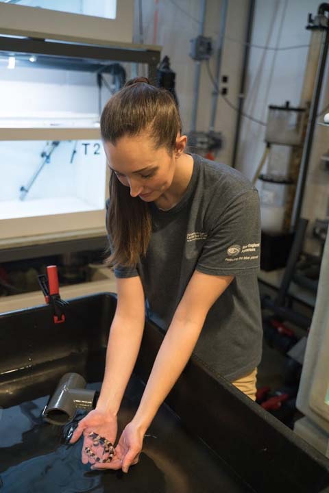 Dr. Carolyn Wheeler holding a small epaulette shark in both her palms above a tank.