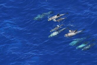 Pod of dolphins in open water