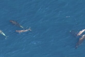 Pilot whales