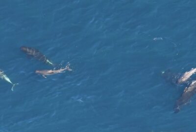 Pilot whales