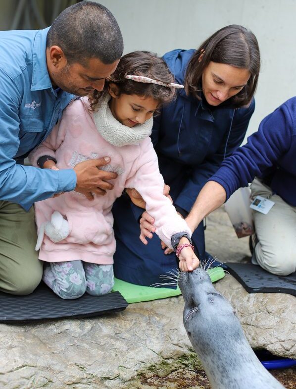 Two adults helping a child pet a harbor seal