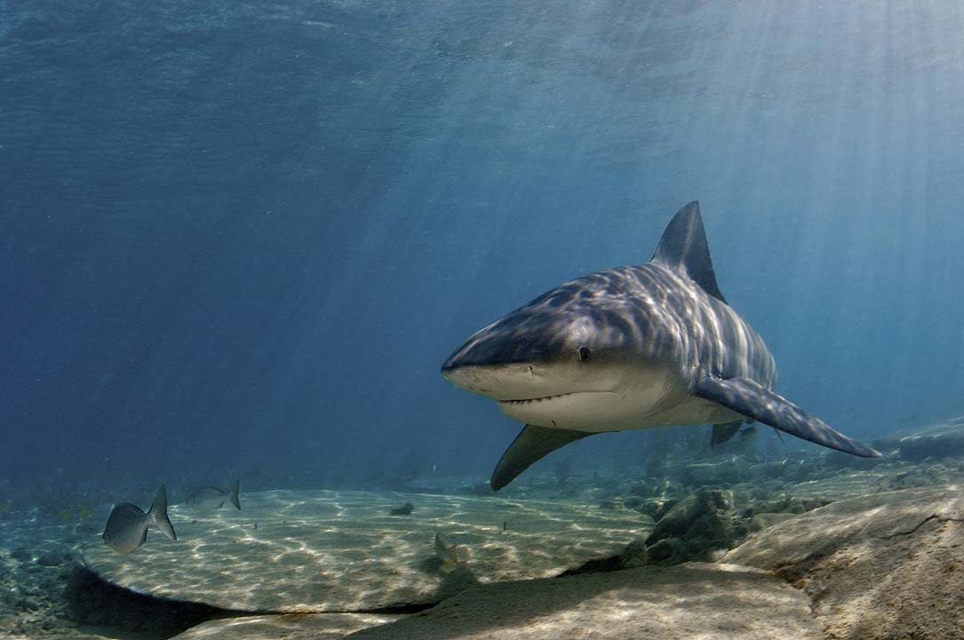 A bull shark swimming toward the camera