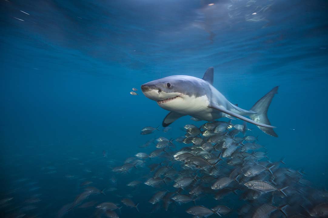 A white shark swimming near a school of fish