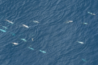 A large group of dolphins