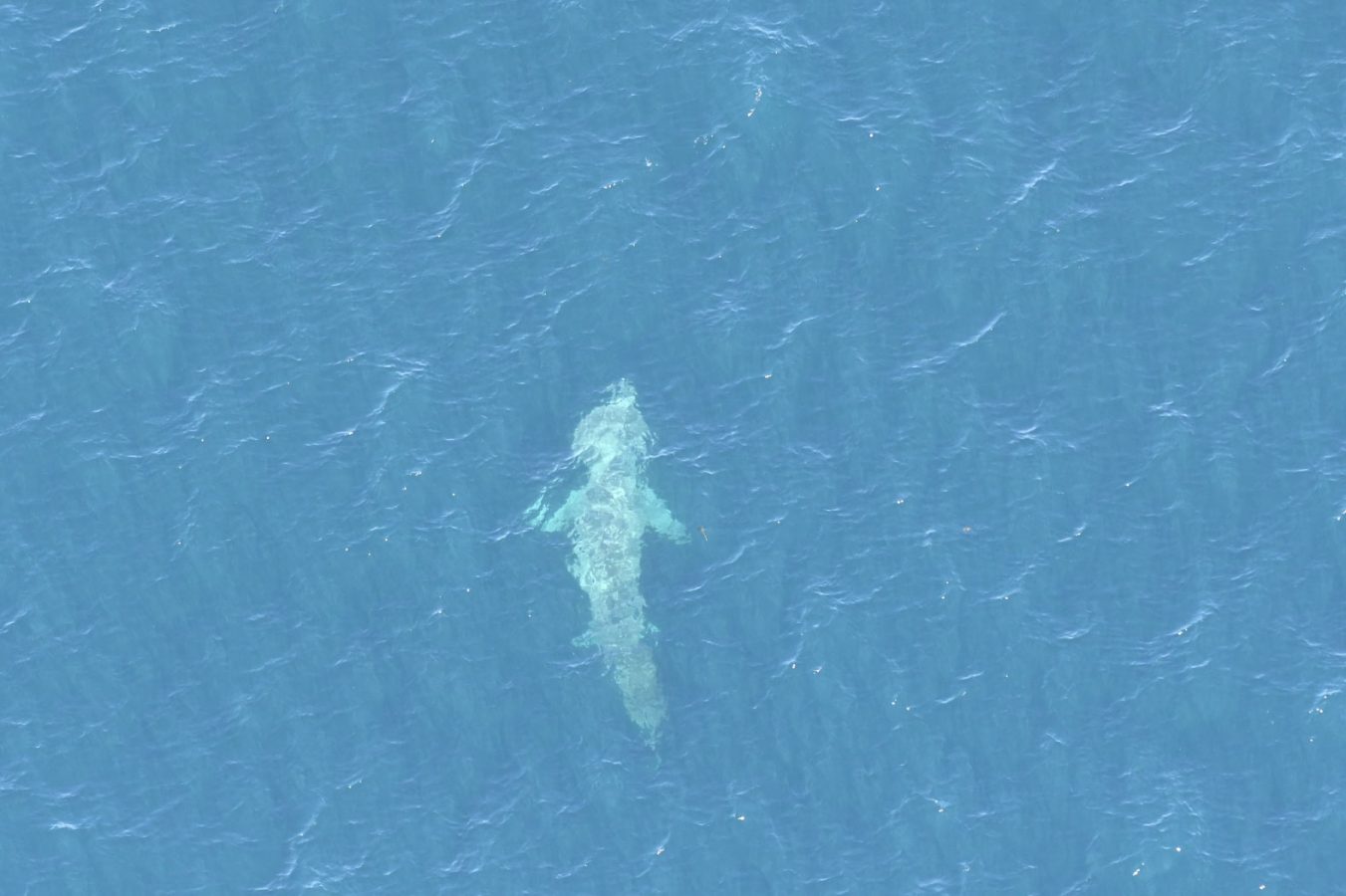 A basking shark (Cetorhinus maximus).