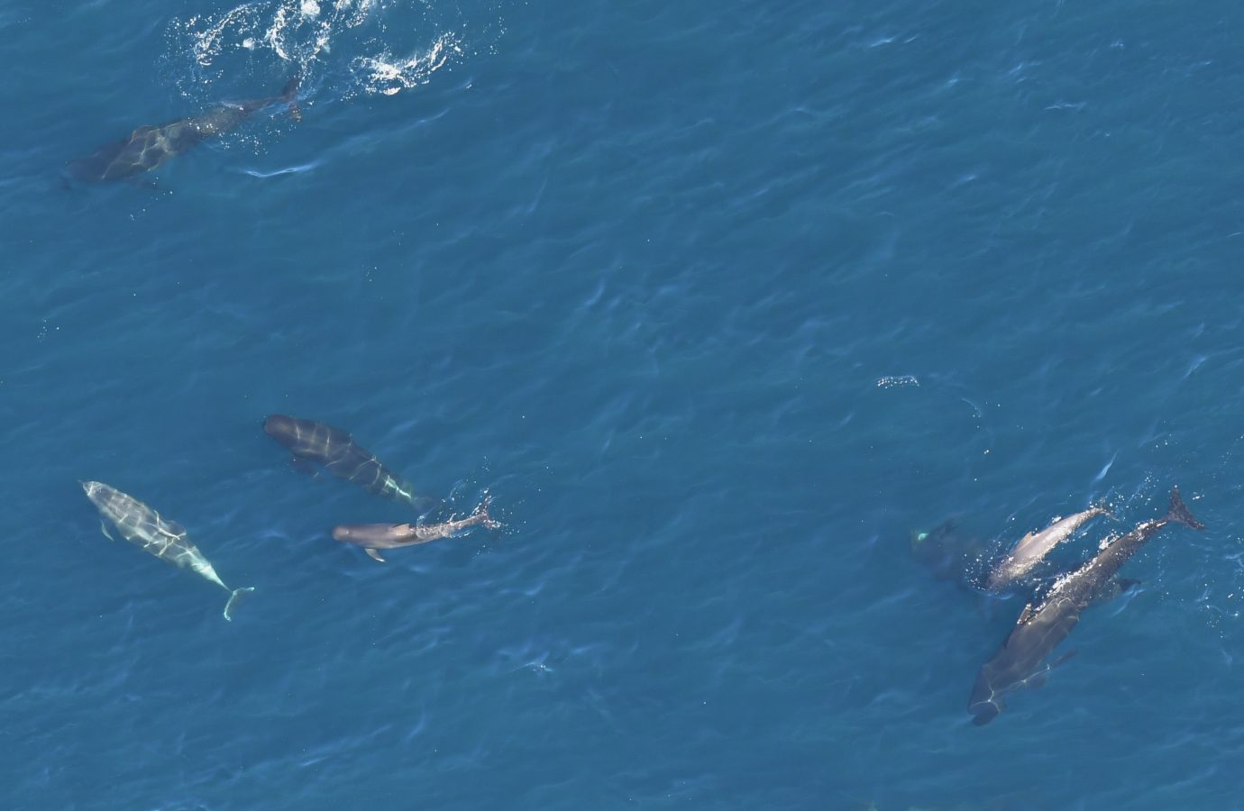 Pilot whales (Globicephala sp.) and Bottlenose dolphins (Tursiops truncatus).
