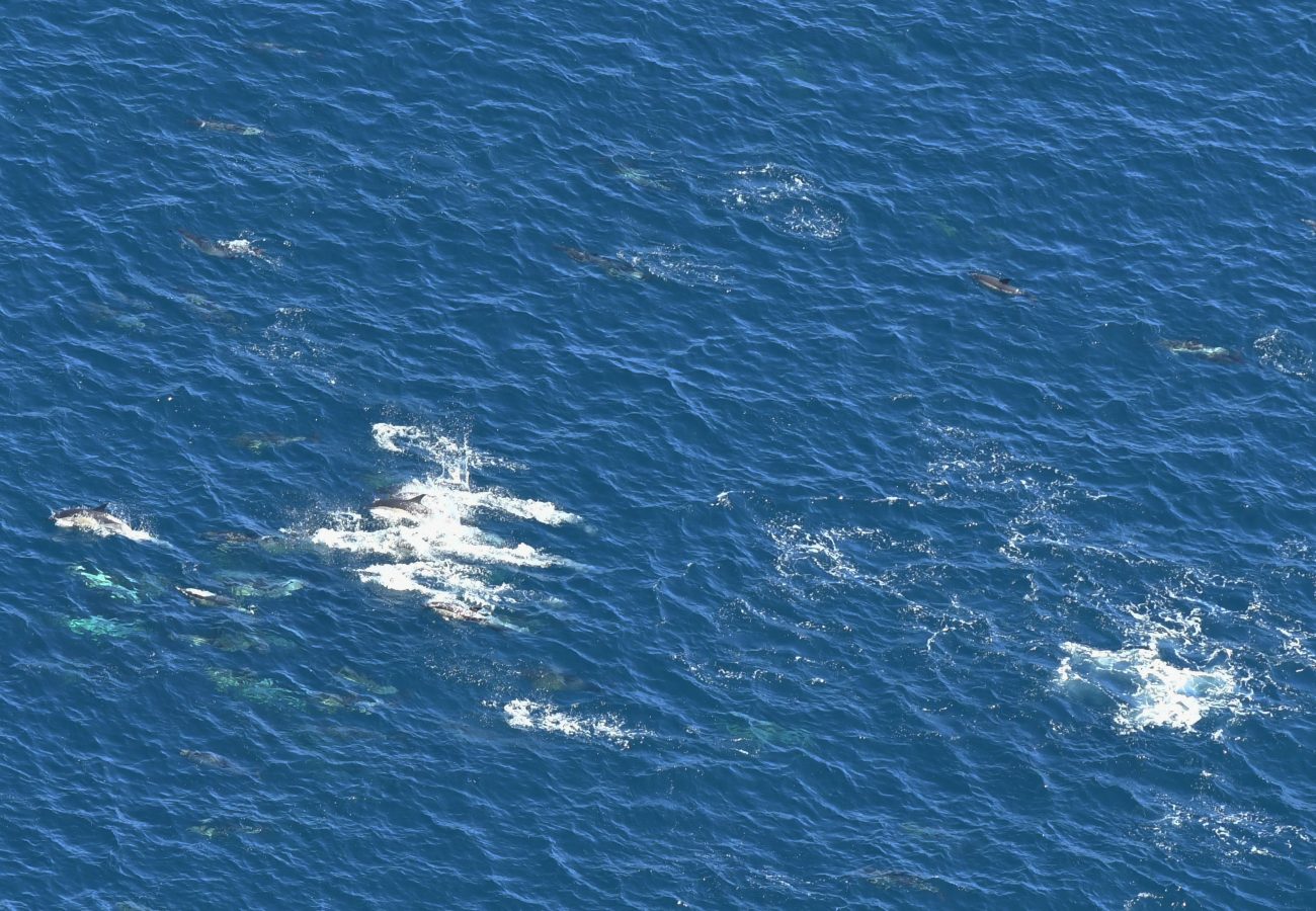 Several dolphins